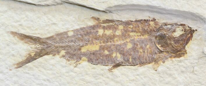 Bargain Knightia Fossil Fish - Wyoming #39668